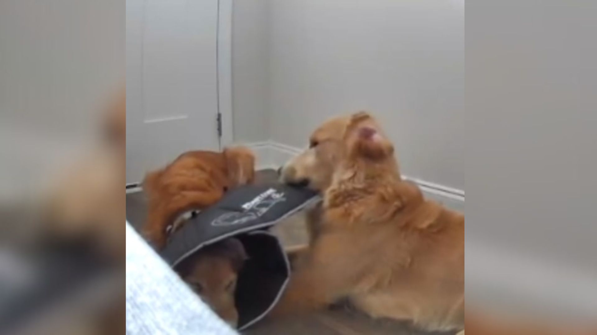 two dogs