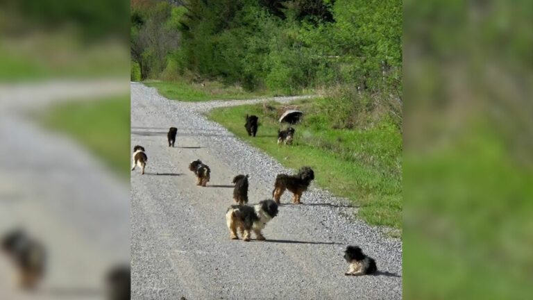 twelve puppies