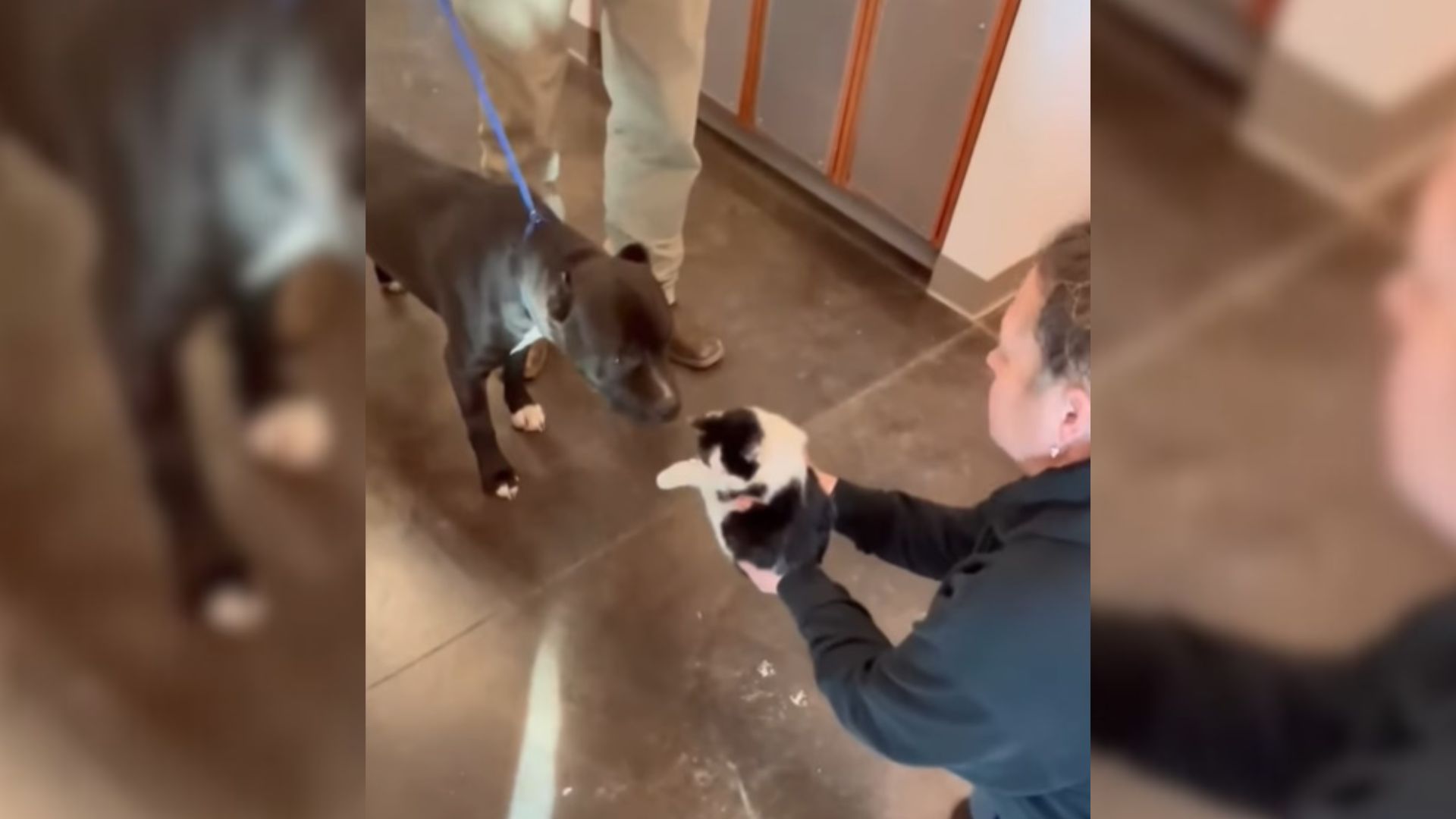 Oklahoma Shelter Dog Was Almost Euthanized, But Then A Surprising Test Made Sure He Got A Chance