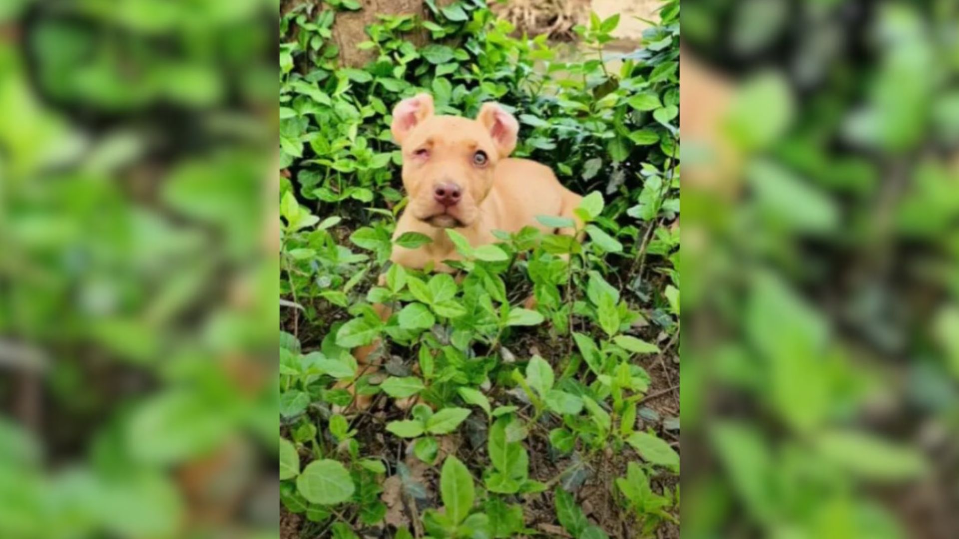 One-Eyed Pup Who Was Dumped In A Ditch In Tennessee Finds A Home And Then Something Unexpected Happens