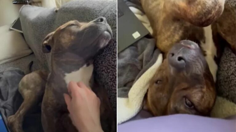 overlooked dog