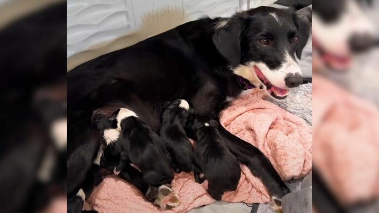 Pregnant dog