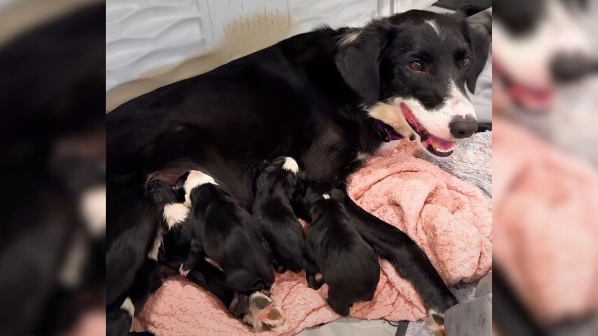 Pregnant Dog Was Rescued From Oregon Shelter Right Before Welcoming 9 Puppies To The World