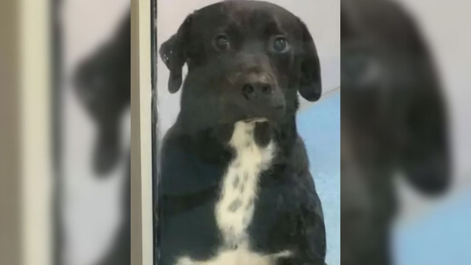 Dog in shelter
