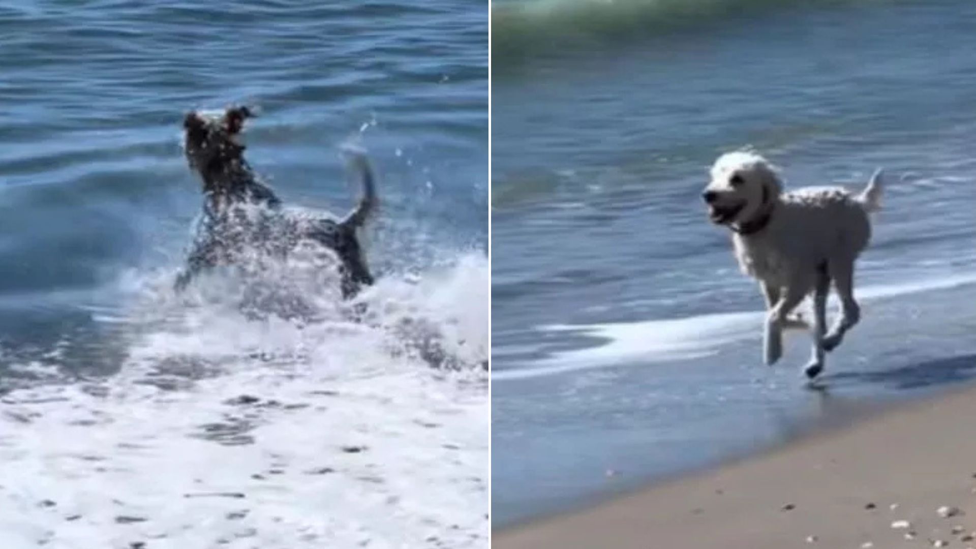 dog in sea