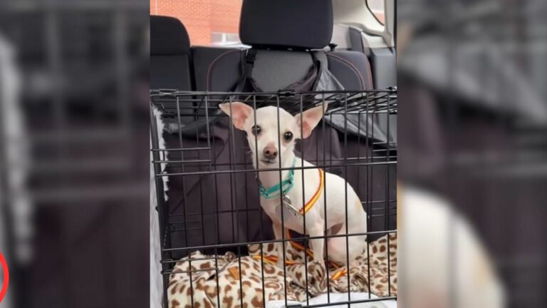 puppy in crate