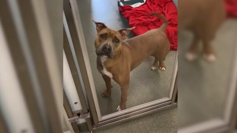 shelter dog