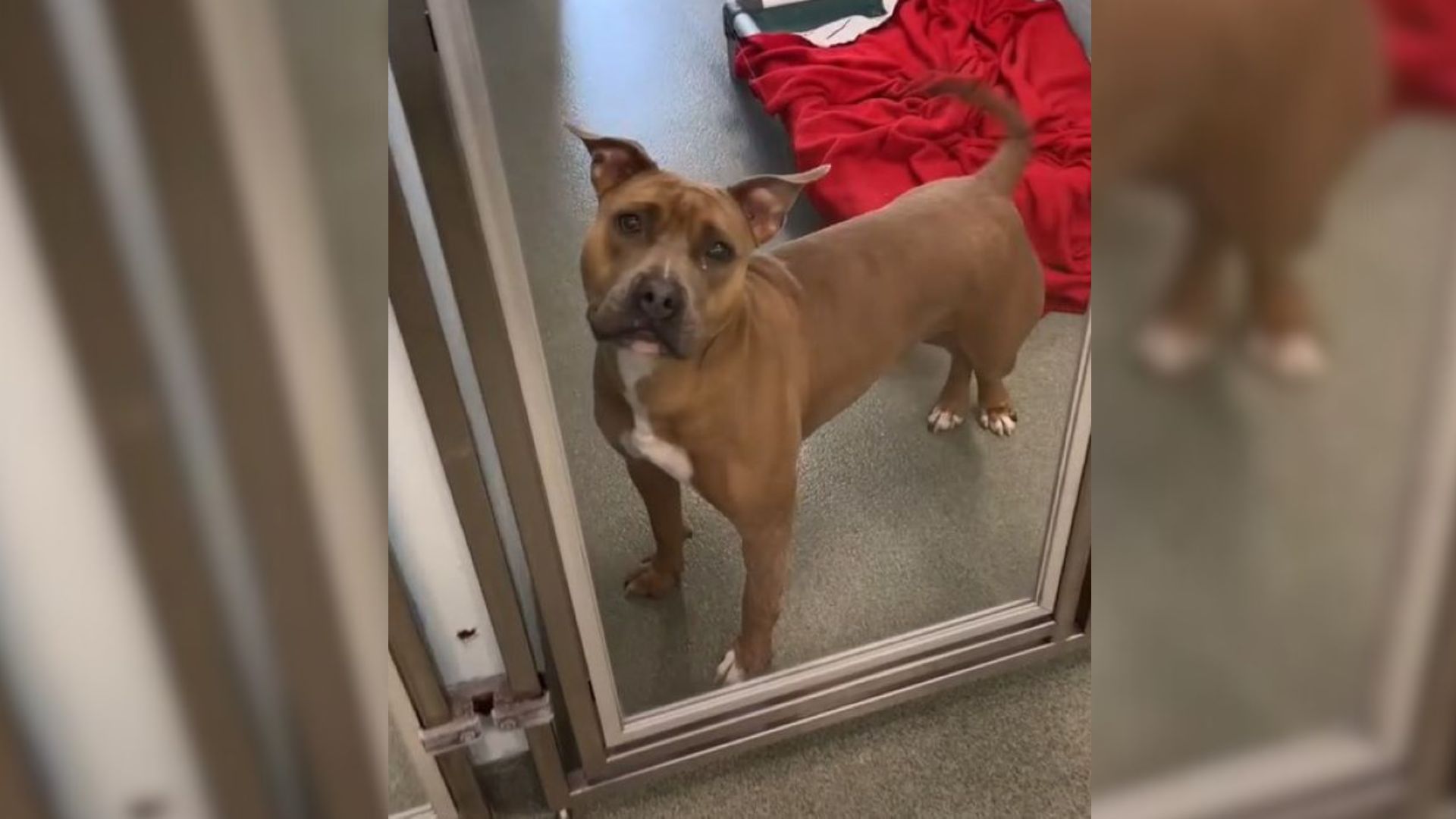 Pup Spent 400 Days At Florida Shelter Watching Other Dogs Find Happiness And Wondering Why Nobody Chose Her