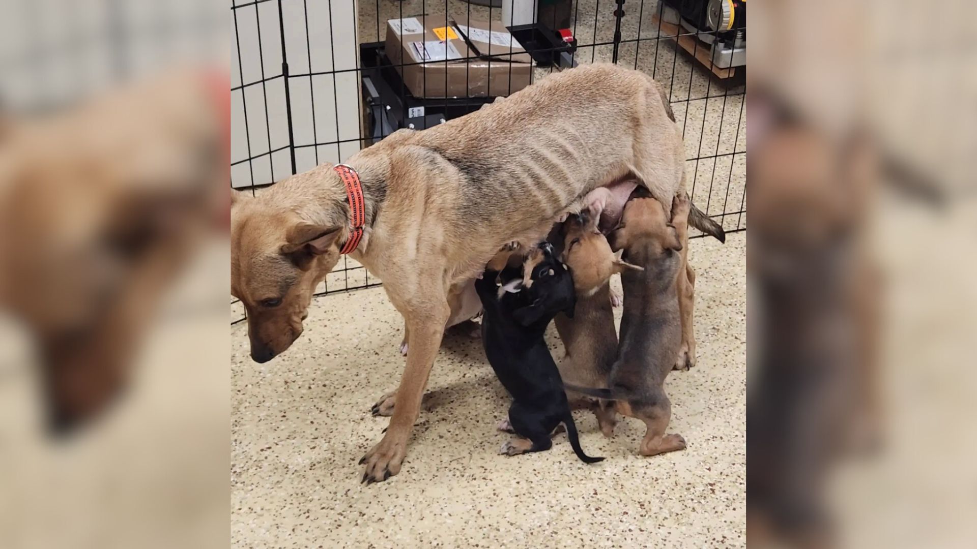Skinny mother dog