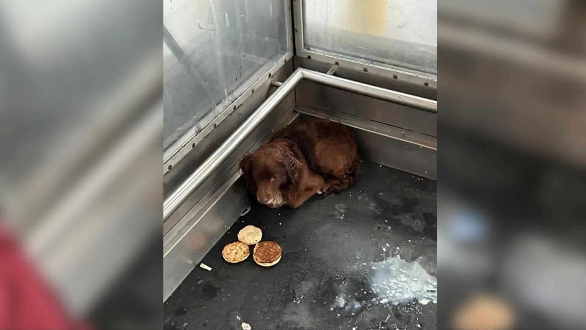 puppy in elevator