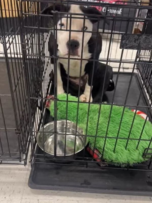 Pup in crate