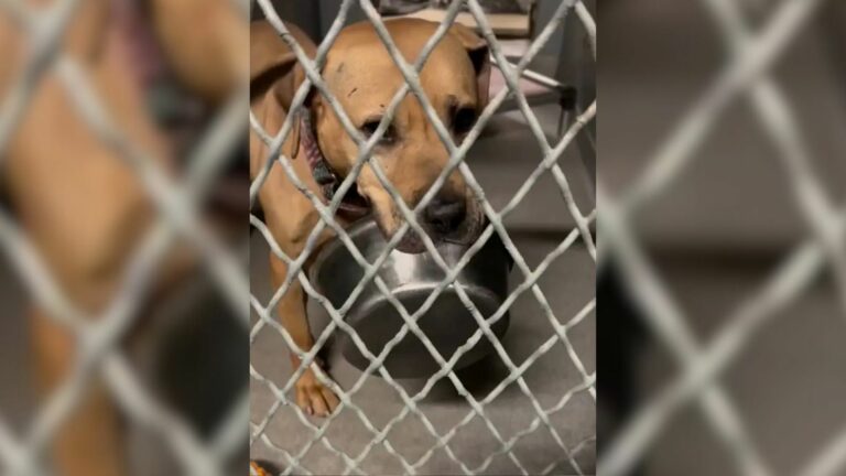 dog in shelter