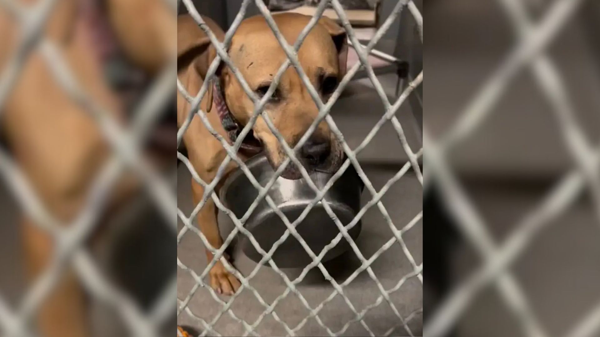 dog in shelter