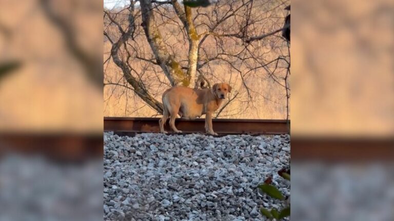 pregnant dog