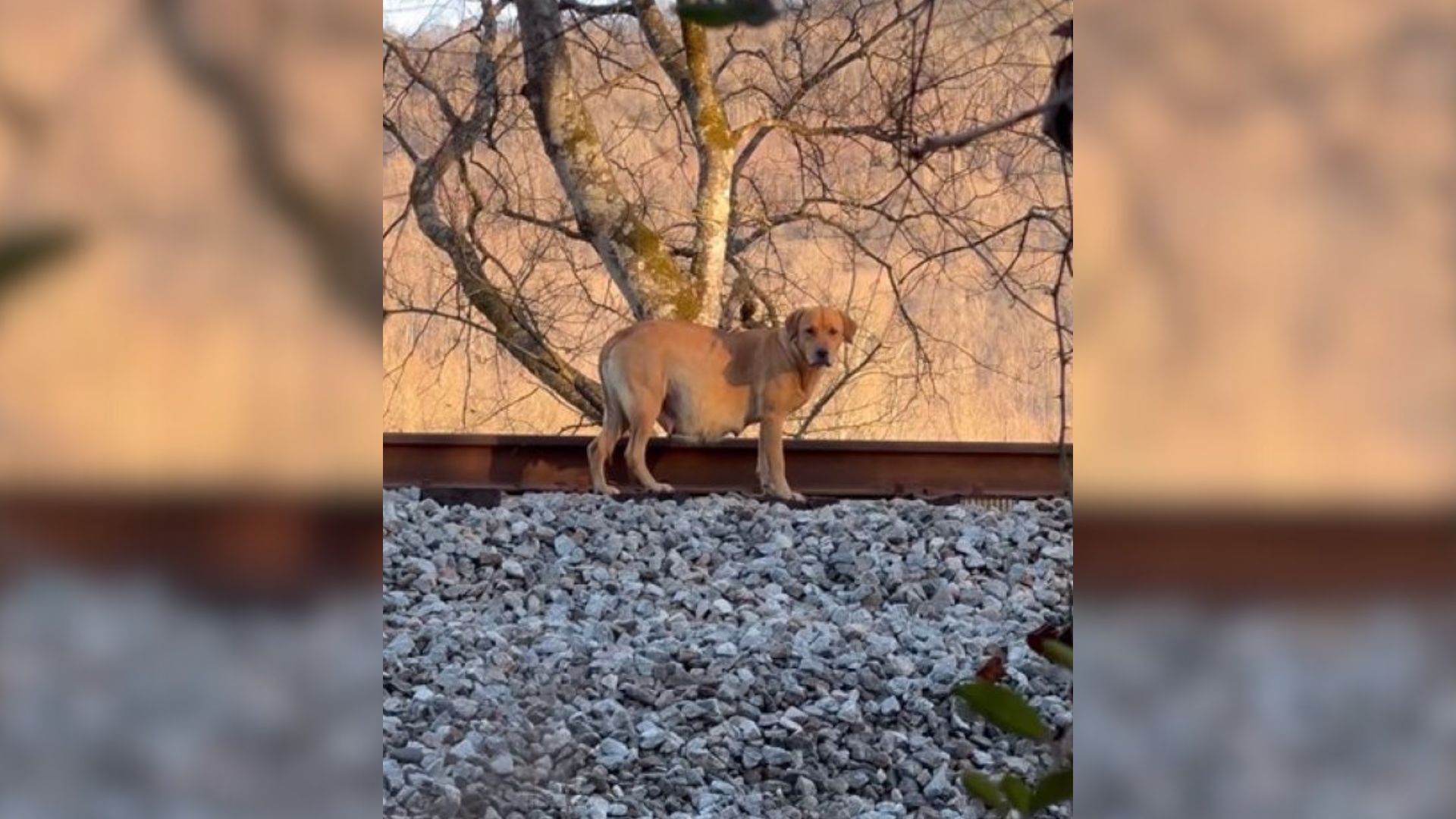 Rescuer Rushes To Save A Heavily Pregnant Dog And Spends Hours Tracking Her In The Georgia Woods