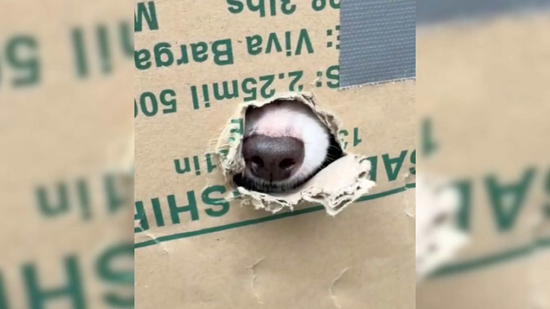 dog in box