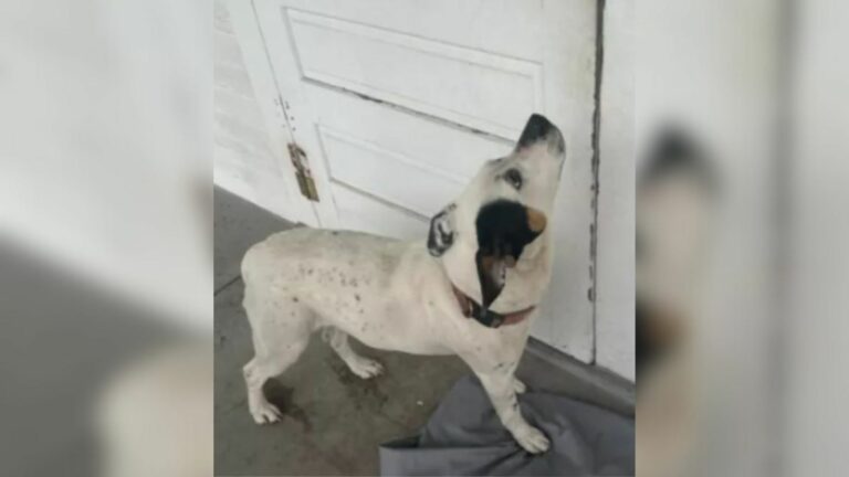 sad dog