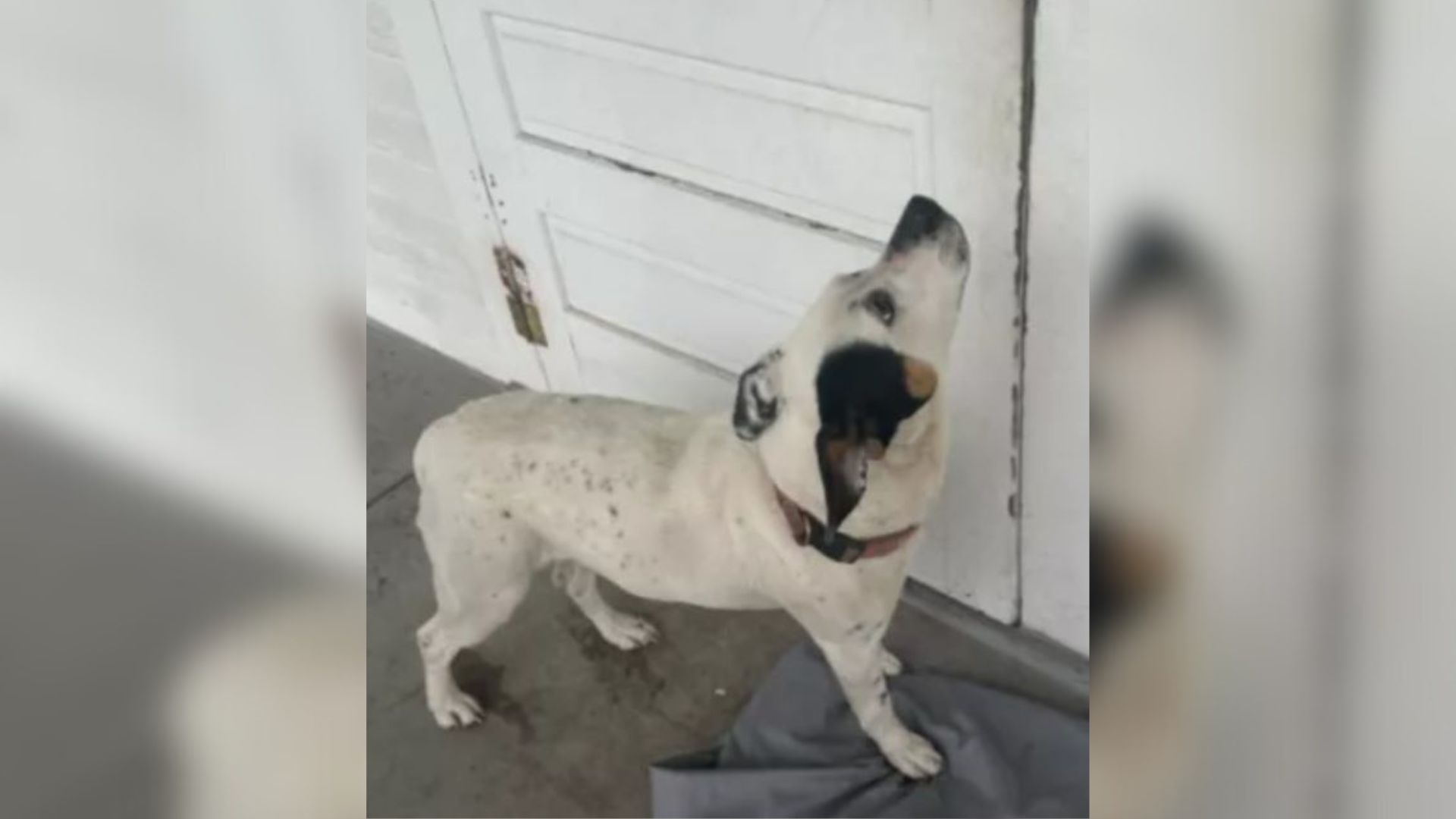 sad dog