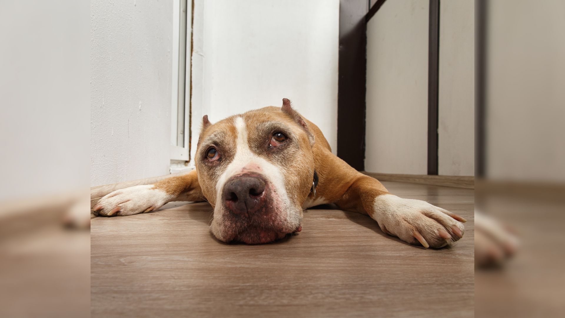 Sad Pregnant Dog Shows Up On A Random Porch In Texas After Losing Her Friends To Animal Control
