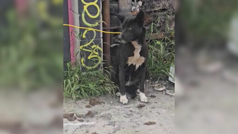 dog tied to fence