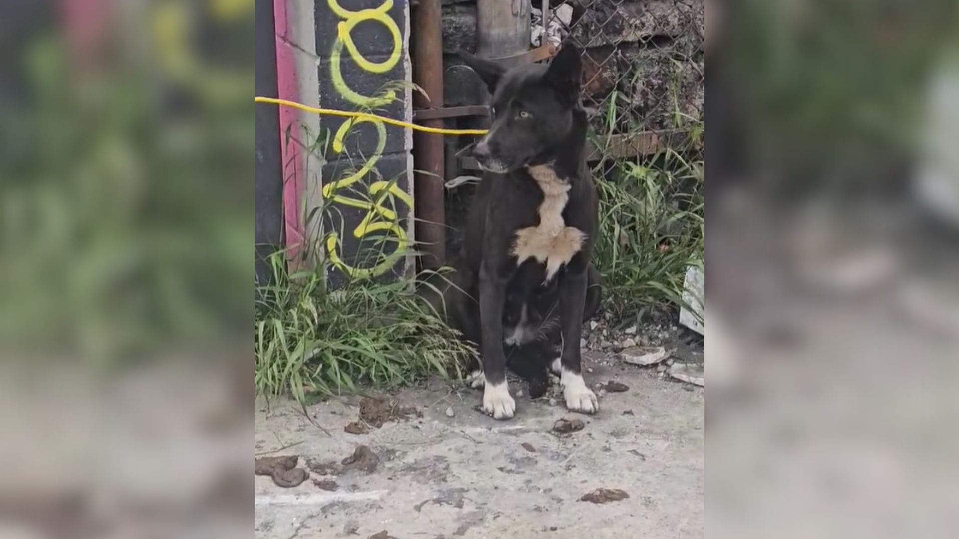 Security Guard From California Saw A Pup Tied To A Fence On The Street, So He Called For Help