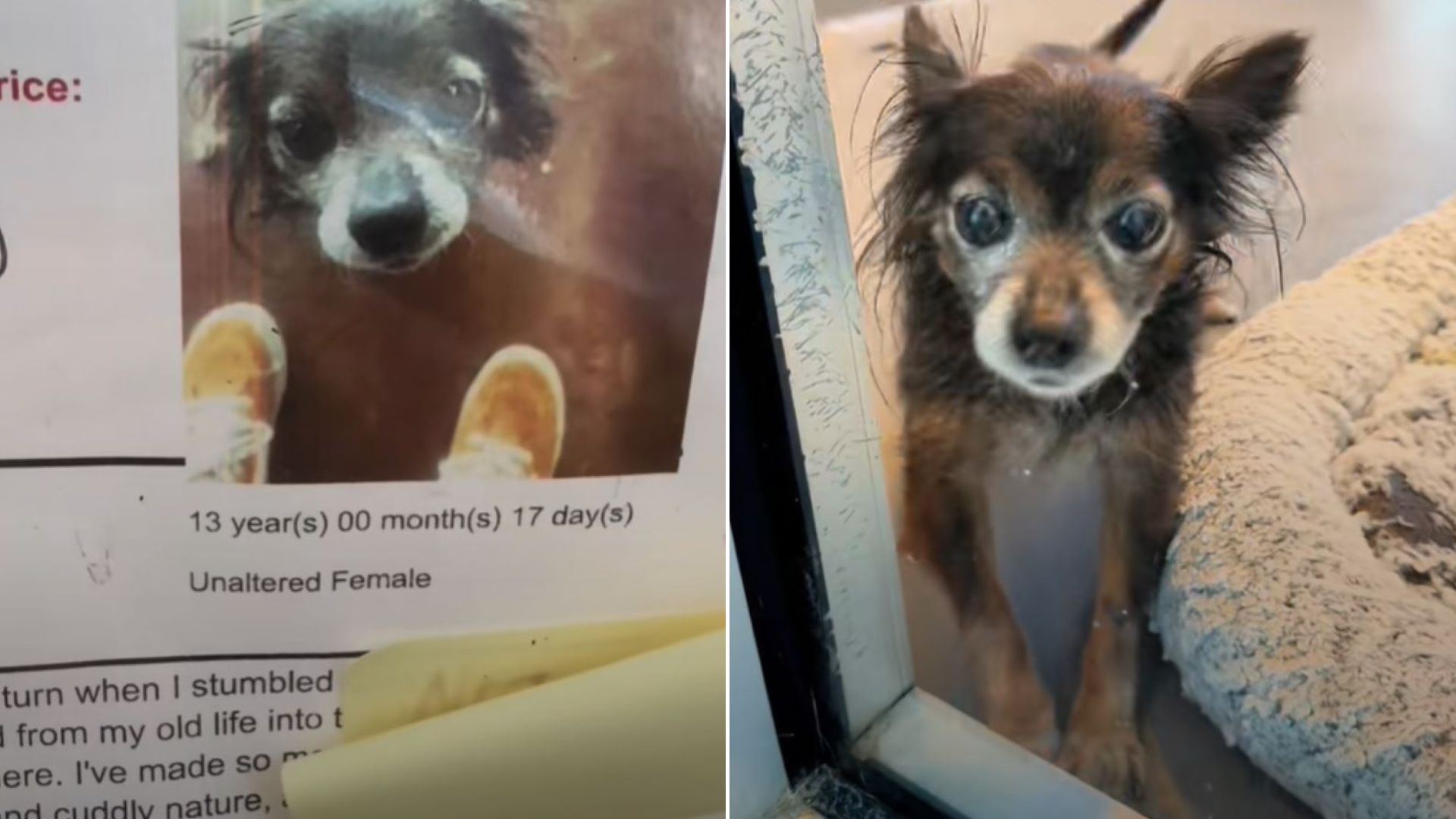 Puppy in shelter