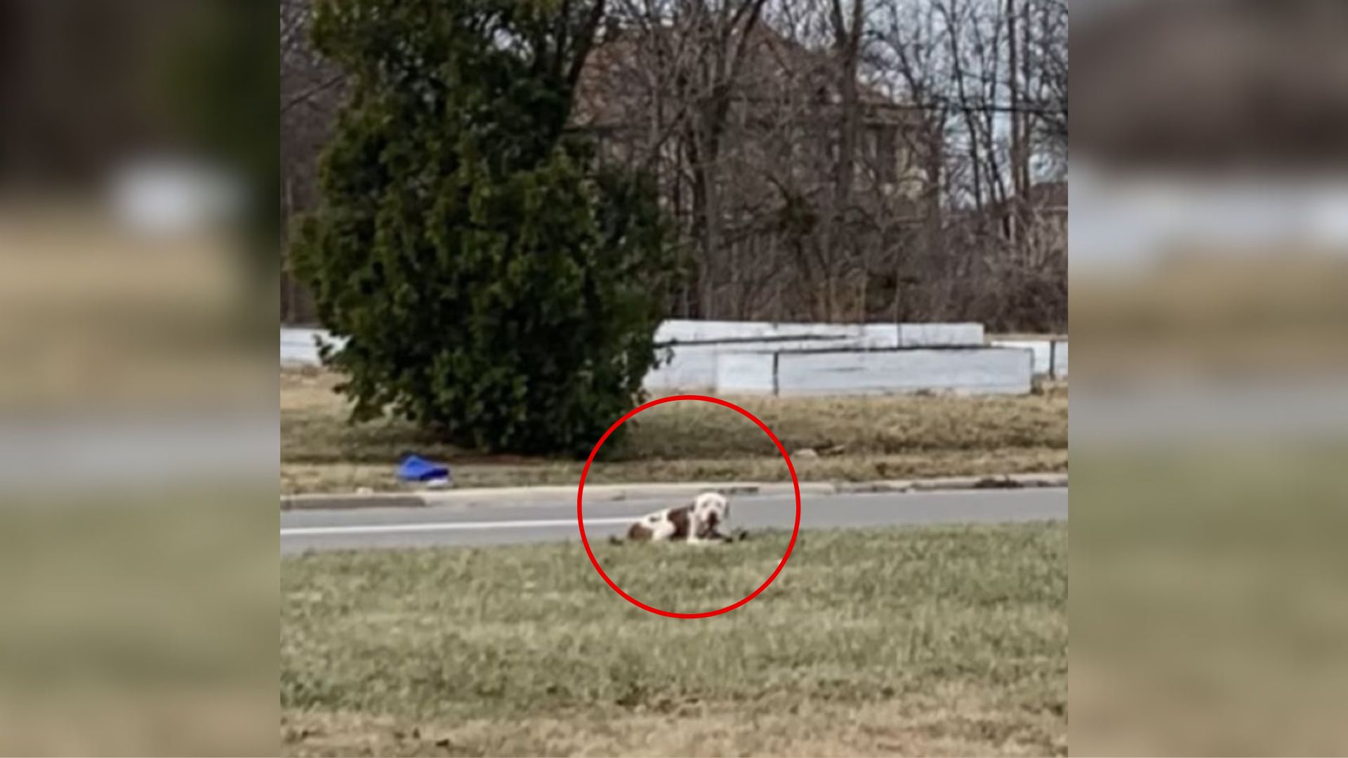 puppy on street