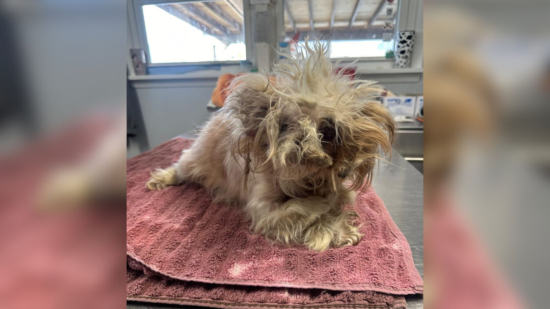 matted dog