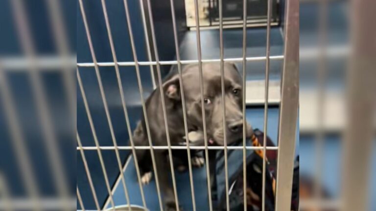 black shelter dog