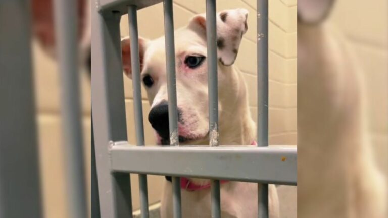 dog in shelter
