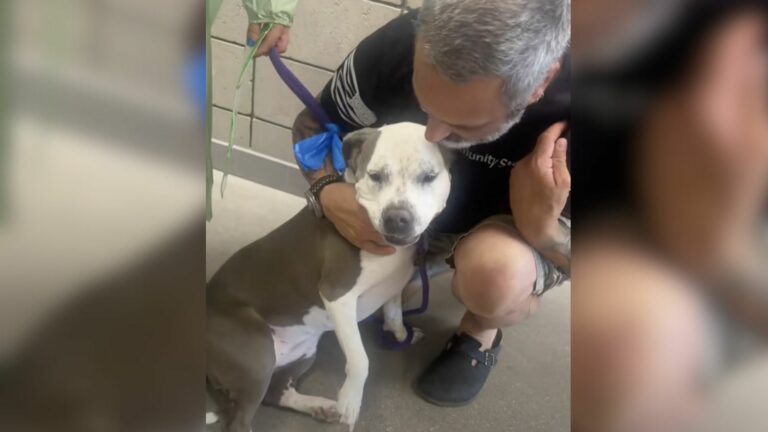 shelter dog