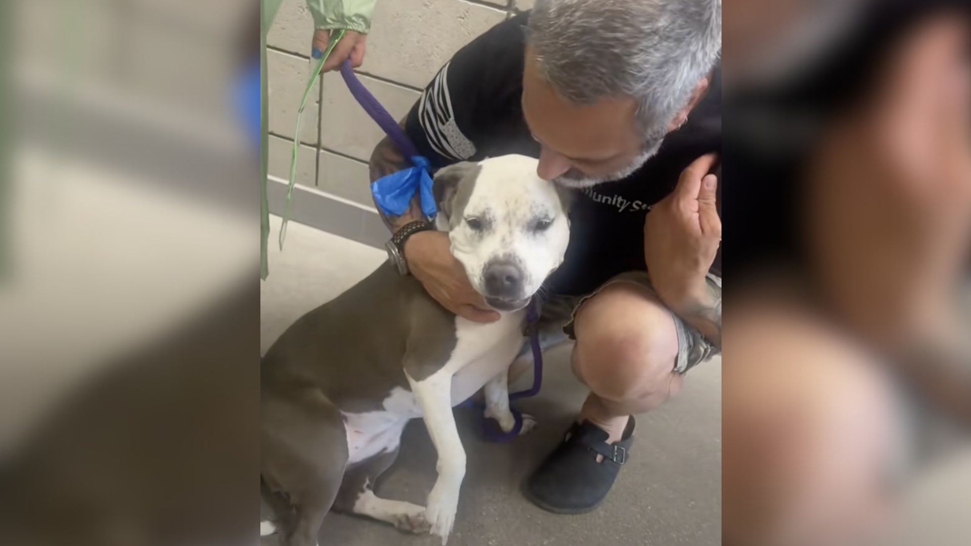 shelter dog