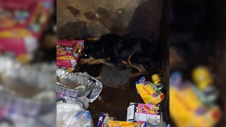 Dog in dumpster