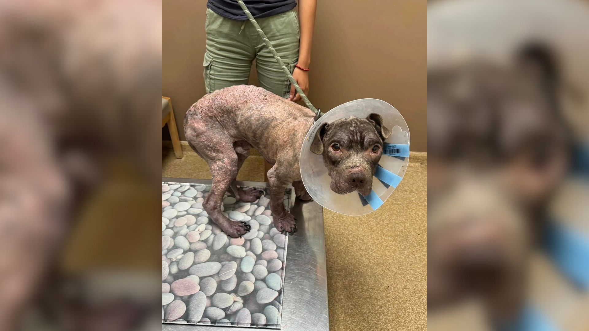 sick and bald puppy