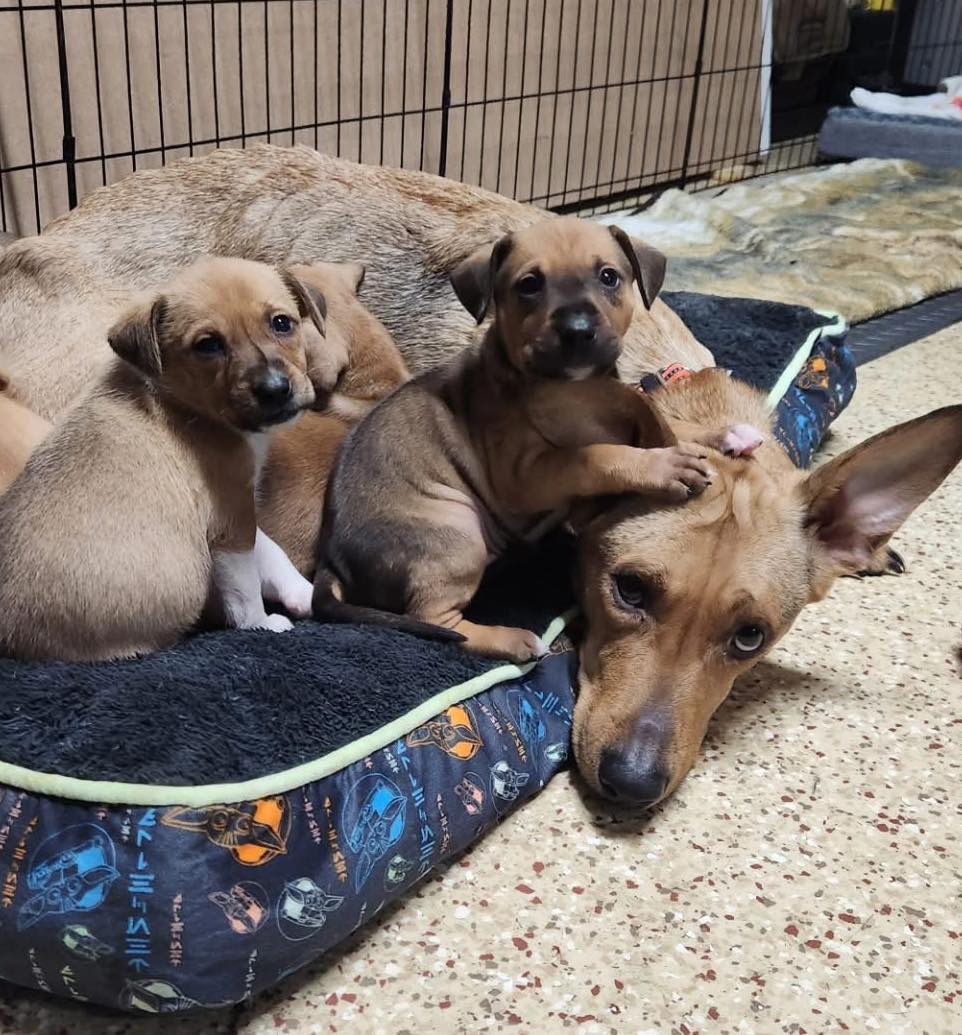 Sweet dog and puppies