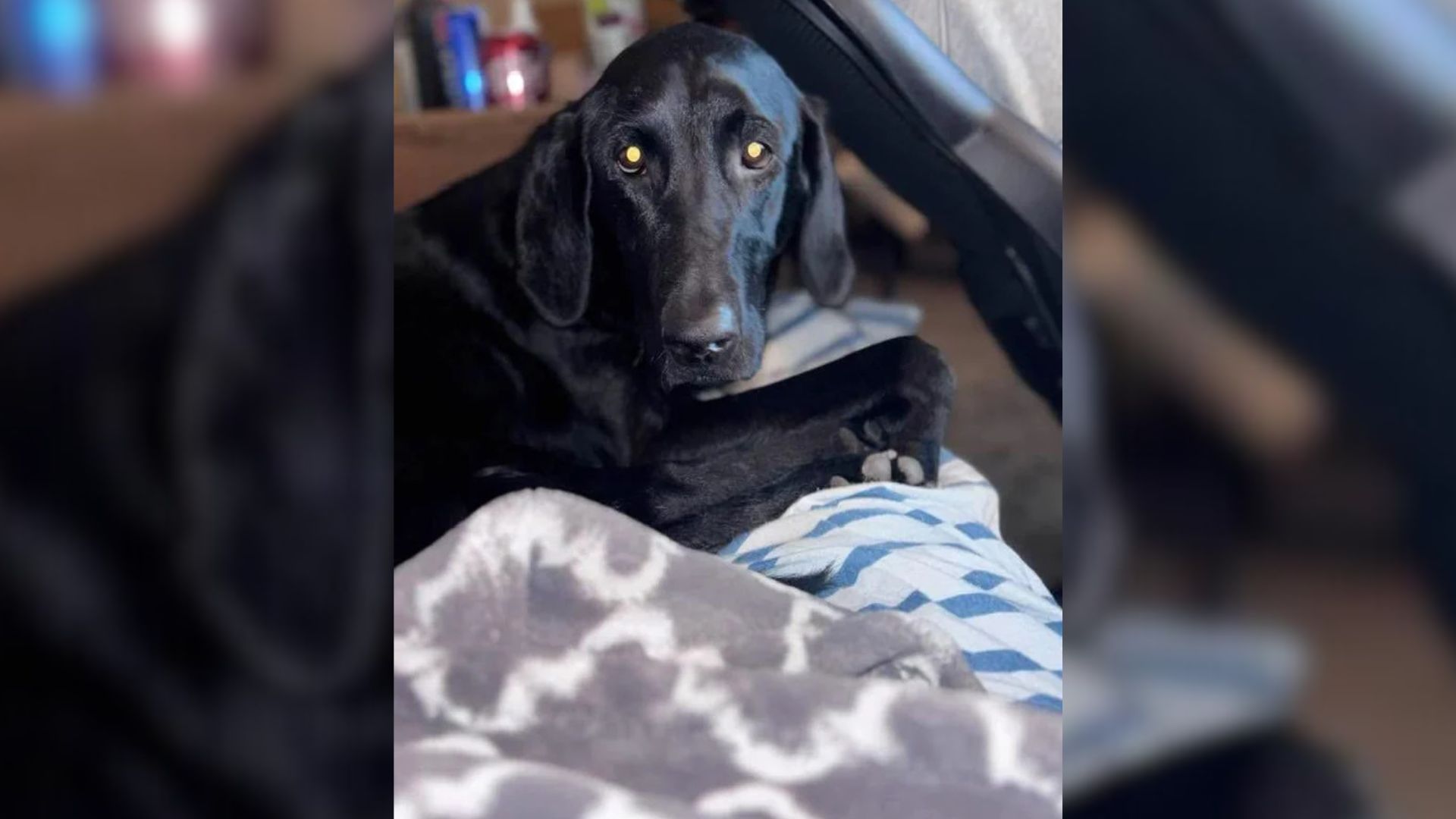 Purebred Labrador