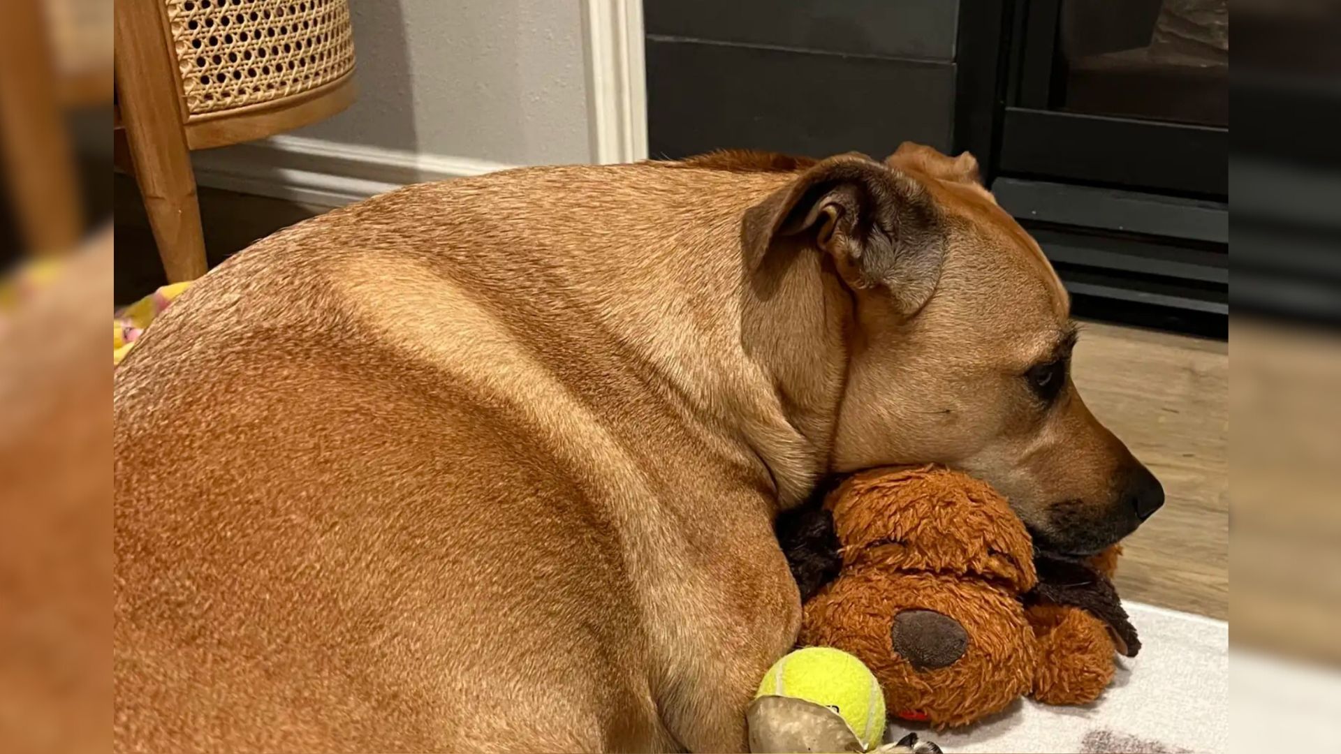 dog and toy