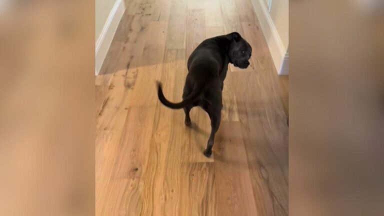 black dog in house