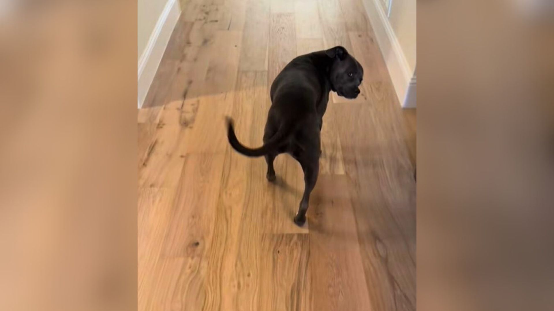 black dog in house