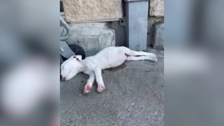 puppy laying down