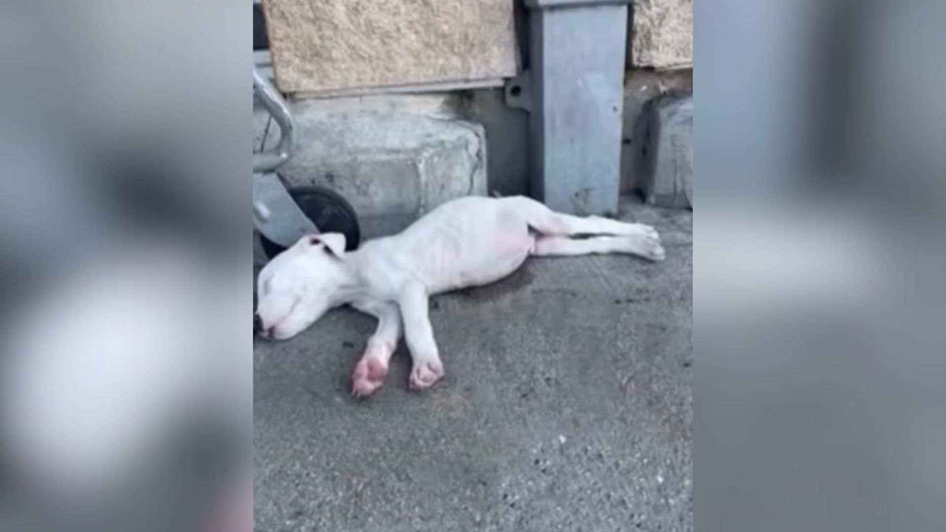 puppy laying down
