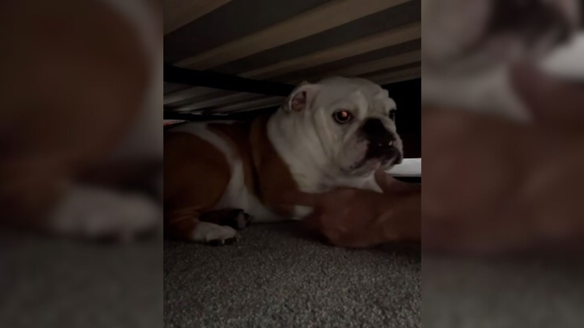 dog laying down
