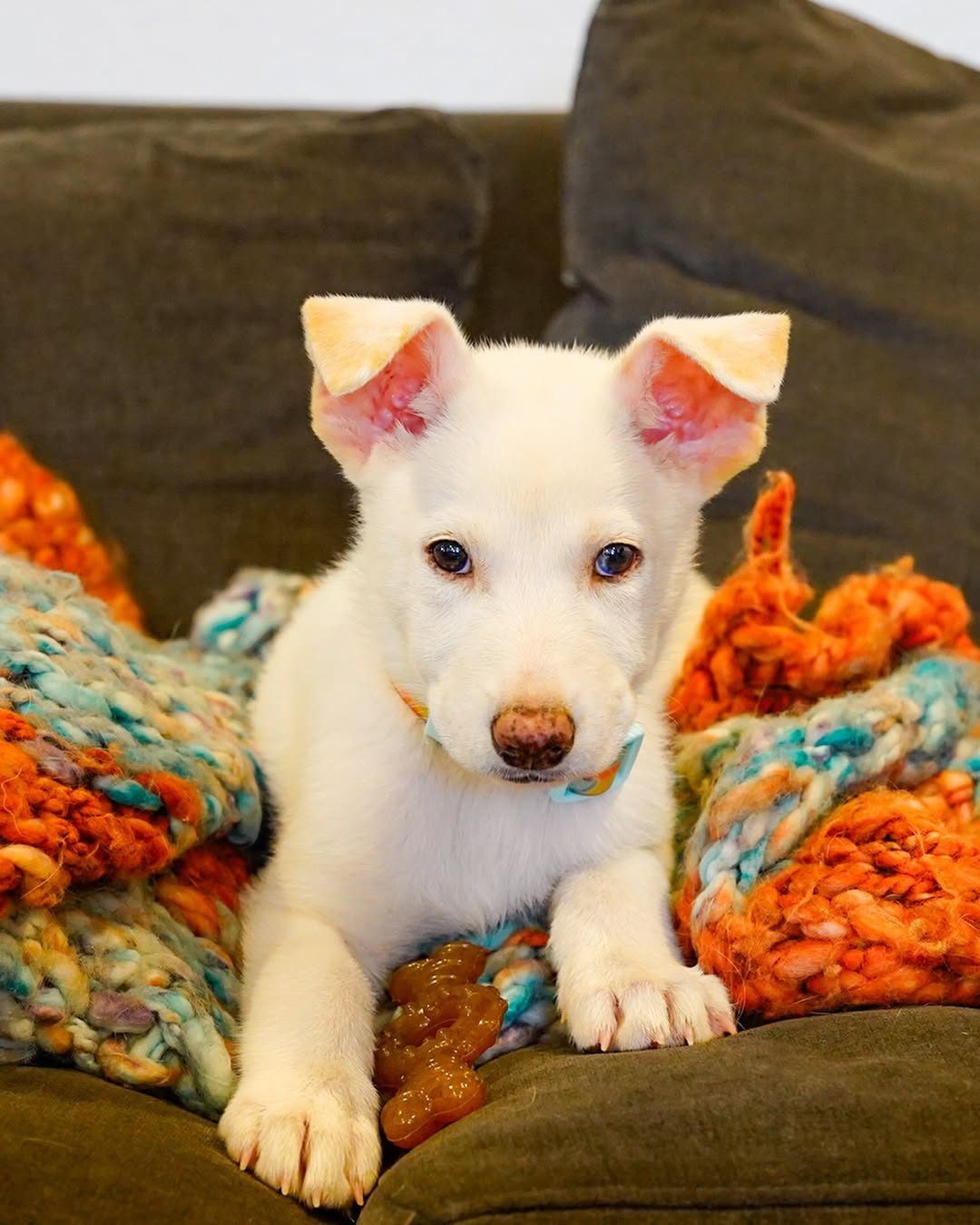 Tiny White Puppy