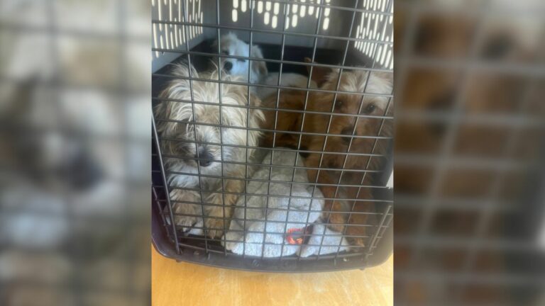 Abandoned puppies