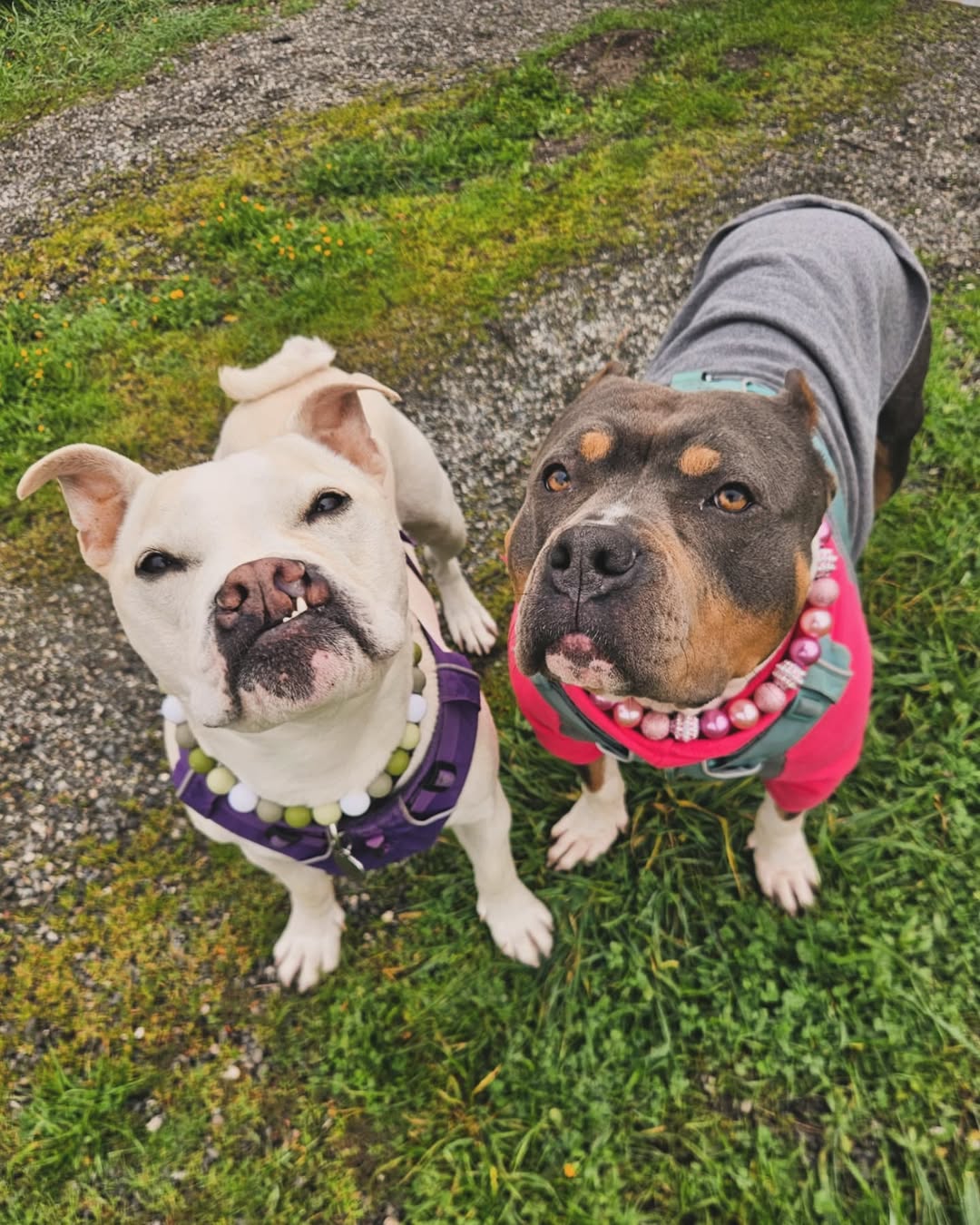 Two dogs with clothes on