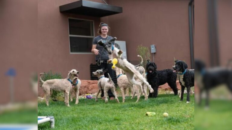 dogs in yard