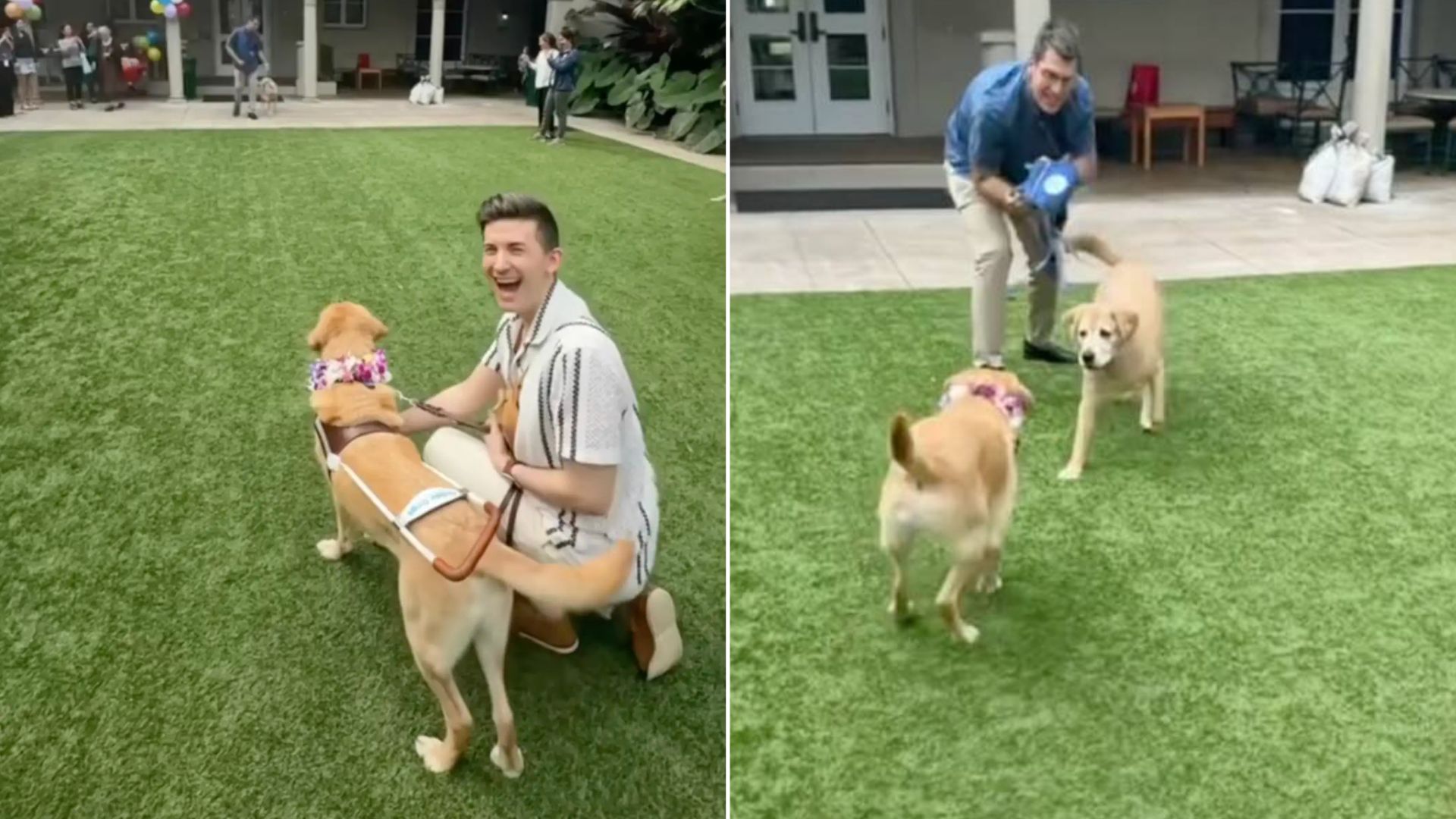 guide dog and man
