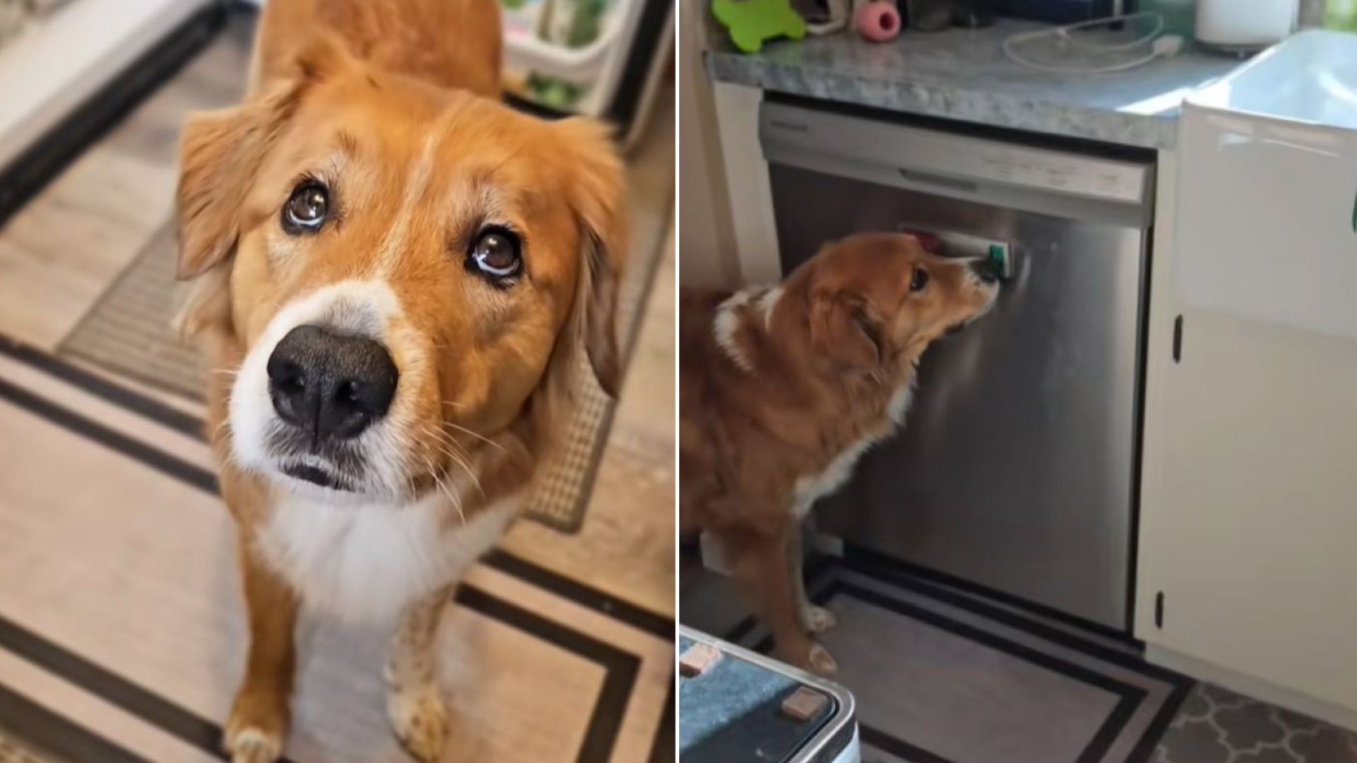 dog and dishwasher
