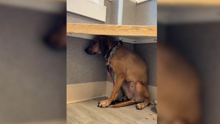 dog staring at wall
