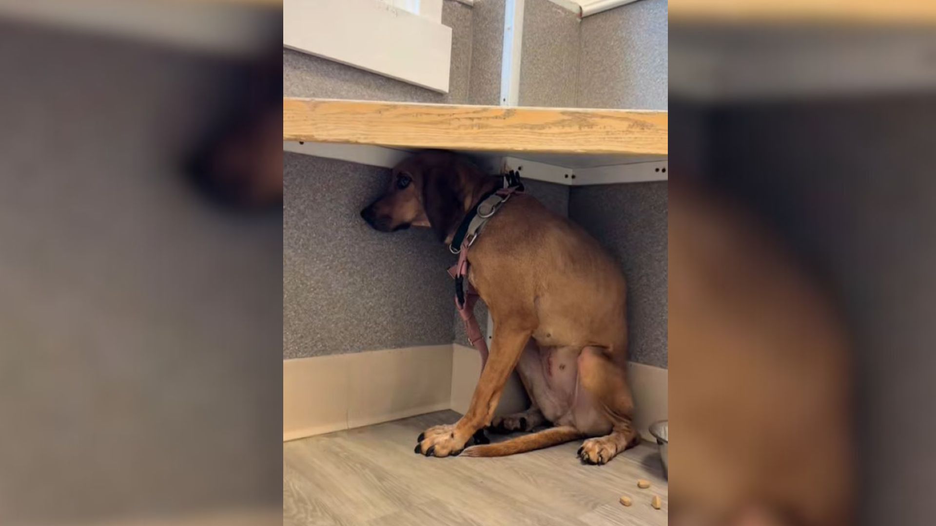 dog staring at wall